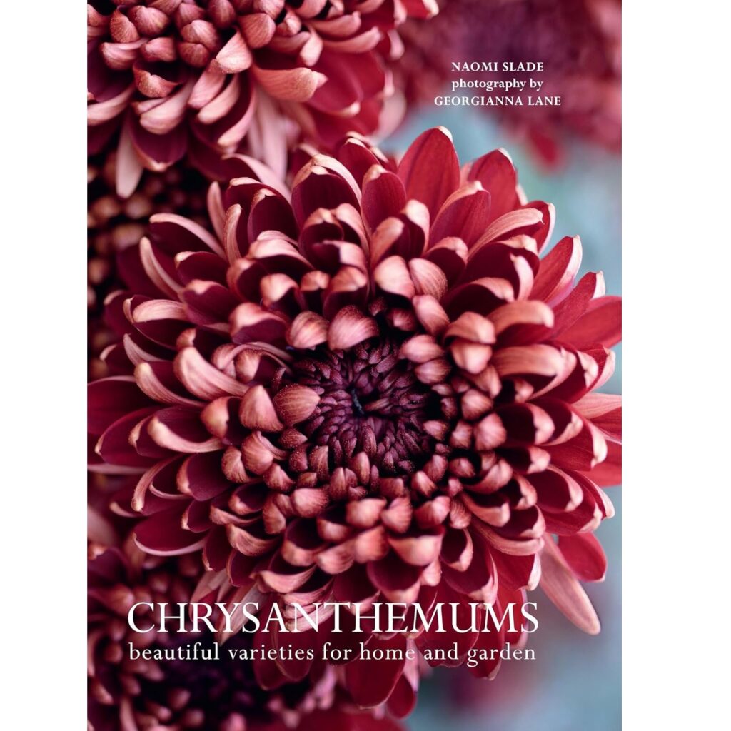 Chrysanthemums: Beautiful Varieties for Home and Garden (Hardcover)